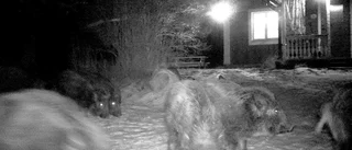 Jägare uppmanas att skicka in prover
