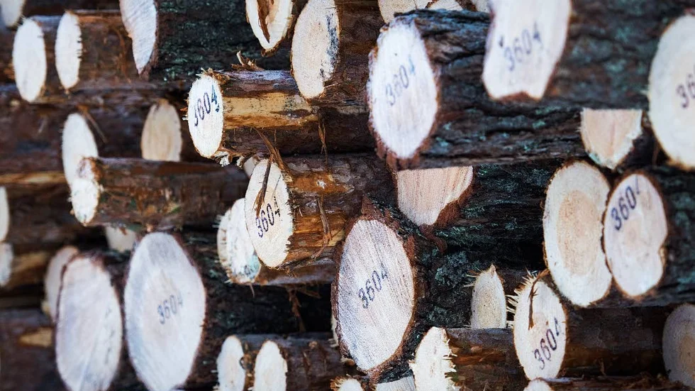 Under hösten avverkade Sveaskog drygt 20 hektar tallnaturskog vid Laxtjärnberget utanför Moskosel, trots att Naturskyddsföreningen informerat om skogens höga naturvärden.