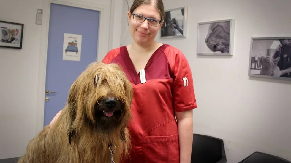”Det är viktigt att hunden inte träffar andra hundar om den har symptom på kennelhosta” säger veterinär Anna Gustafsson vid smådjurspraktiken Din veterinär.