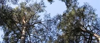 Älgar skadar skogens träd