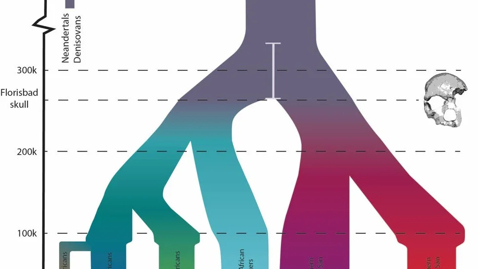 De nya rönen skjuter kraftigt tillbaka tidpunkten för när vår egen art homo sapiens stamträd började  förgrenas i olika grupper.