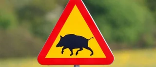 Förare kolliderade med vildsvin