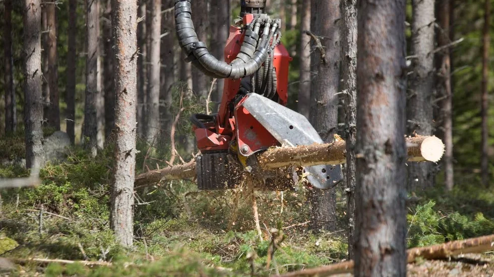 Lönsamt. Skogsägarna tror på ökad lönsamhet och många vill utöka sina fastigheter.