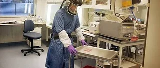 Två fågelvirus drabbade Sverige