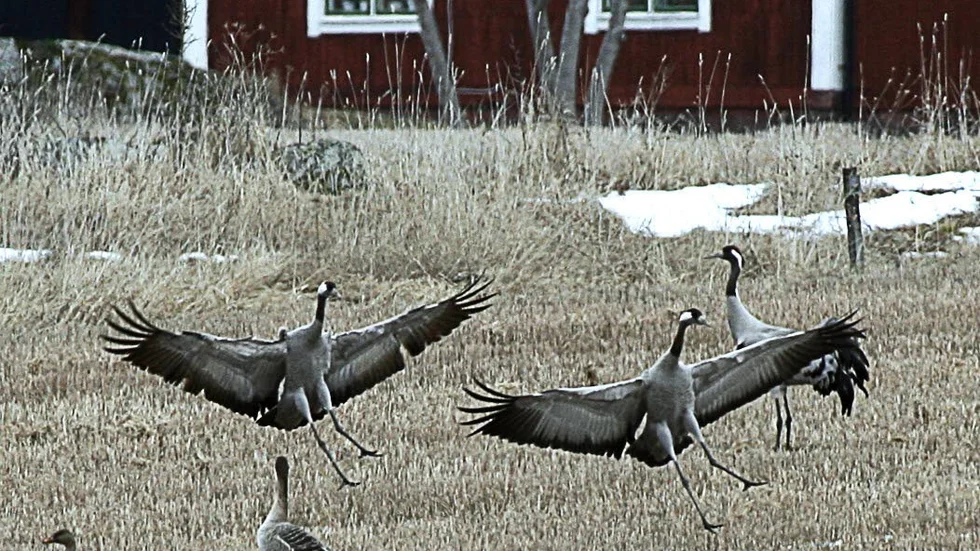 Länsstyrelsen tillåter jakt på tranor i Skärplinge. Totalt kommer 10 tranor att få skjutas under hösten.