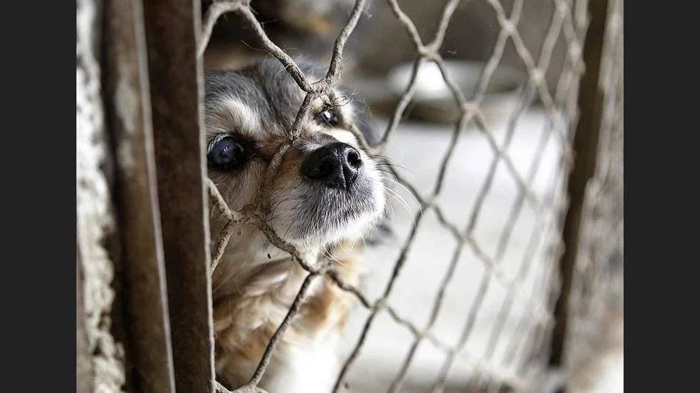 Arkivbild. Flera personer ska bundit fast en hund vid ett staket och sedan ha kastat sten på den.
