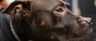 Efter hundattack: Beslut om koppel och munkorg 