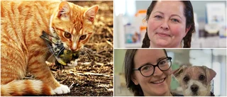 Katter i Piteå smittade med salmonella