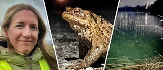 Caroline slår larm: Paddorna dödas – på väg till kärleksakten