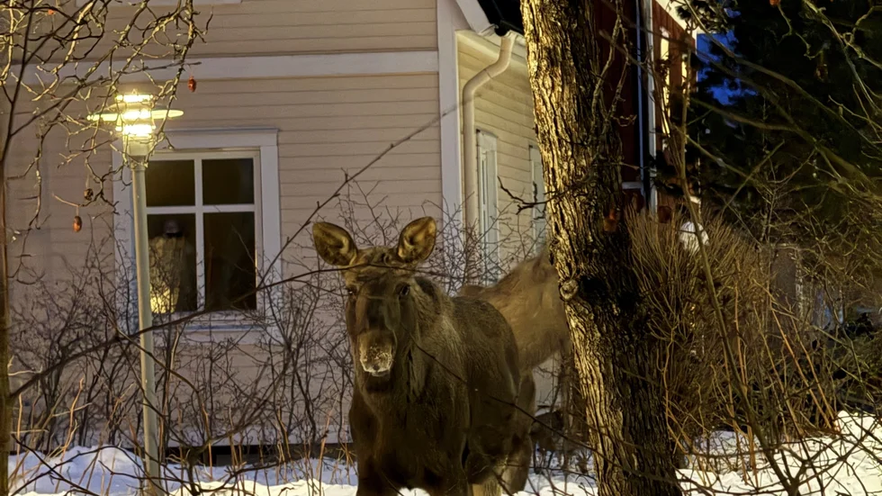 Senare samma dag syns två älgar, bredvid Cederparken på Östermalm. Säkert samma älgar som tidigare var på Bergviken, resonerar läsaren som skickat in bilden till Kuriren.  
