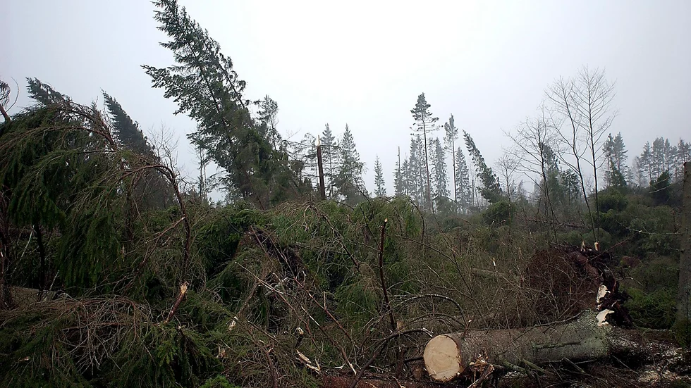 Förstörd skog i Ronneby efter Gudruns framfart.