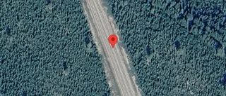 Älgar på vägen kan skapa fara på E4