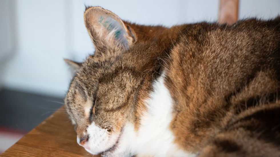 Katten är kvar på tronen som Sveriges populäraste husdjur. Arkivbild.