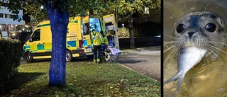 Efter drunkningslarm i Strömmen: "Skönt att det var en säl"