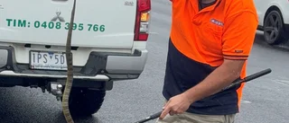 Körde på motorväg – kände giftorm på benet