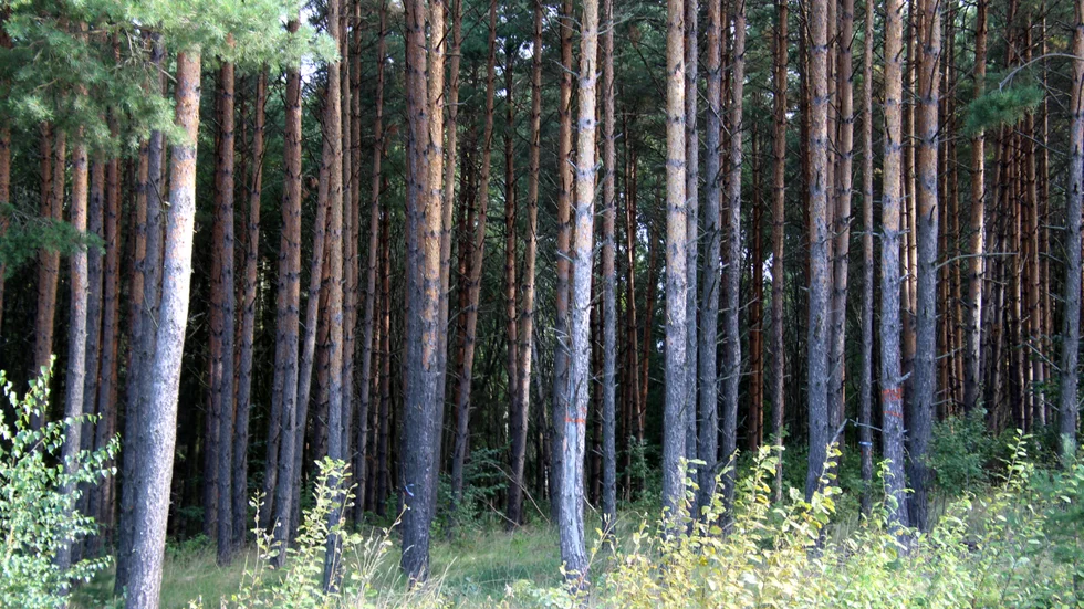"I krisberedskapen finns det samhällsgemensamma frågor där skogen spelar en viktig roll, och du som markägare kan vara en del i att lösa pusslet", skriver Carl-Johan Bengtsson.