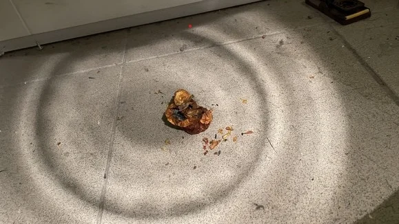 Bristfällig rengöring samt spår av skadedjur. Bilden är
tagna på lagret intill fruktkylen på Stora Coop i Gällivare.