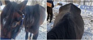 Häst omhändertogs efter upprepade anmälningar