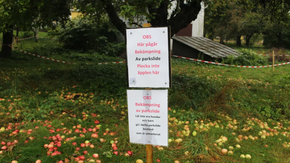 Fallfrukten innanför avspärrningarna rekommenderas inte att äta av säkerhetsskäl. De utanför avspärrningarna går bra att äta. 