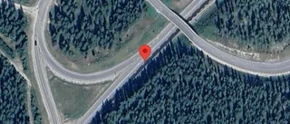 Älgar innanför viltstängslet på E4