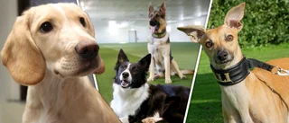 LISTA: Här är Gotlands vanligaste hundnamn – ohotad etta