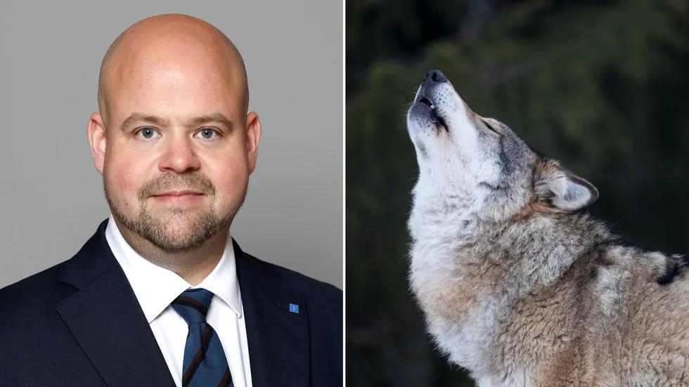 "Det är viktigt att lagar och bestämmelser är ändamålsenliga och att det går att kontrollera efterlevnaden av dem", säger Peter Kullgren (KD), med anledning av att nuvarande regler har kryphål för den som vill ha en korsning med högt varg-DNA.