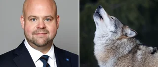 Regeringen vill stoppa varghybrider: "Olämpliga sällskapsdjur"