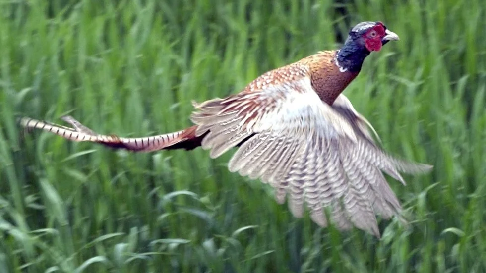 En svensk jägare som deltog i fasanjakt i Danmark har träffats av skott i ansiktet. Arkivbild.
