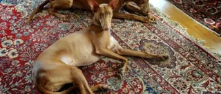 Hund med tusenåriga anor