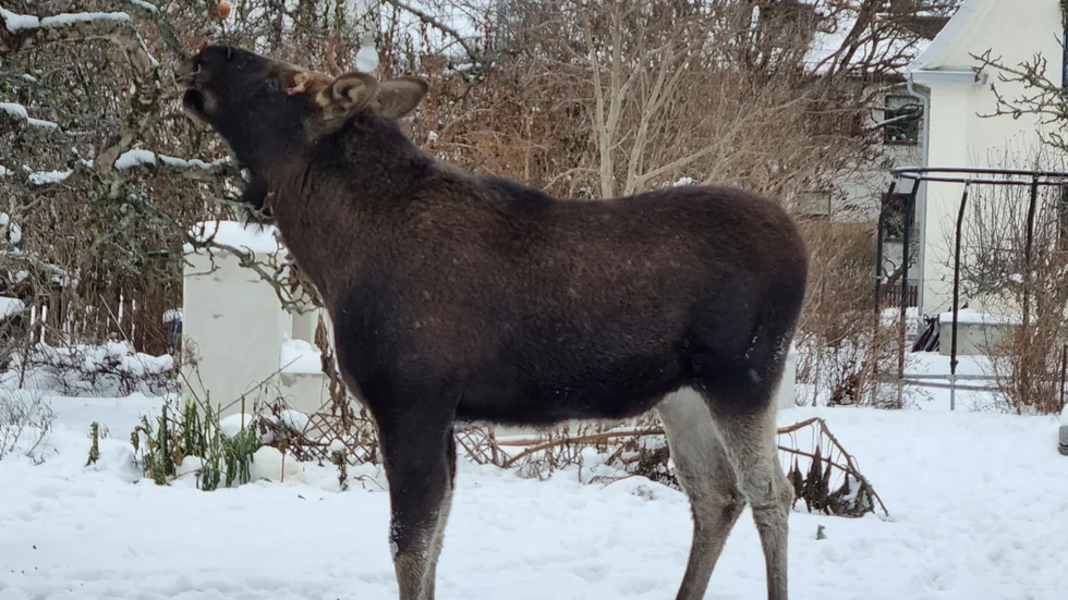 En älg tog sig in i familjens trädgård på Söder under torsdagseftermiddagen.