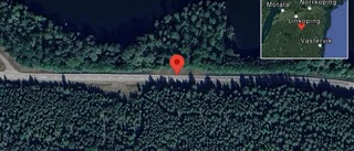 Varning för ko på vägen