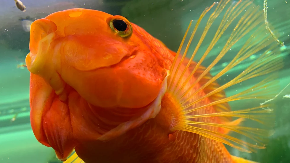 Rolle var inte bara en fisk.