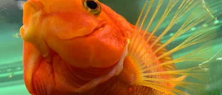 Rolle – inte bara en fisk                