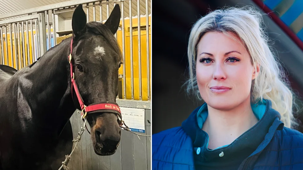 5-årige kriteriefemman Henessi Walk gör comeback för Bodentränaren Hanna Olofsson efter drygt ett och ett halvt års vila.