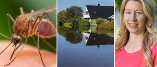 Mygginvasion och översvämning – två extremer som kan bli vardag
