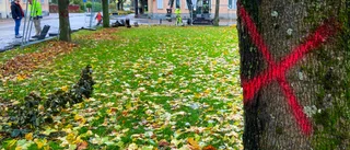 Trädkramandet får inte stoppa nya hus i Katrineholm