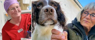 Sjuka och döda hundar oroar – nu varnar veterinärerna