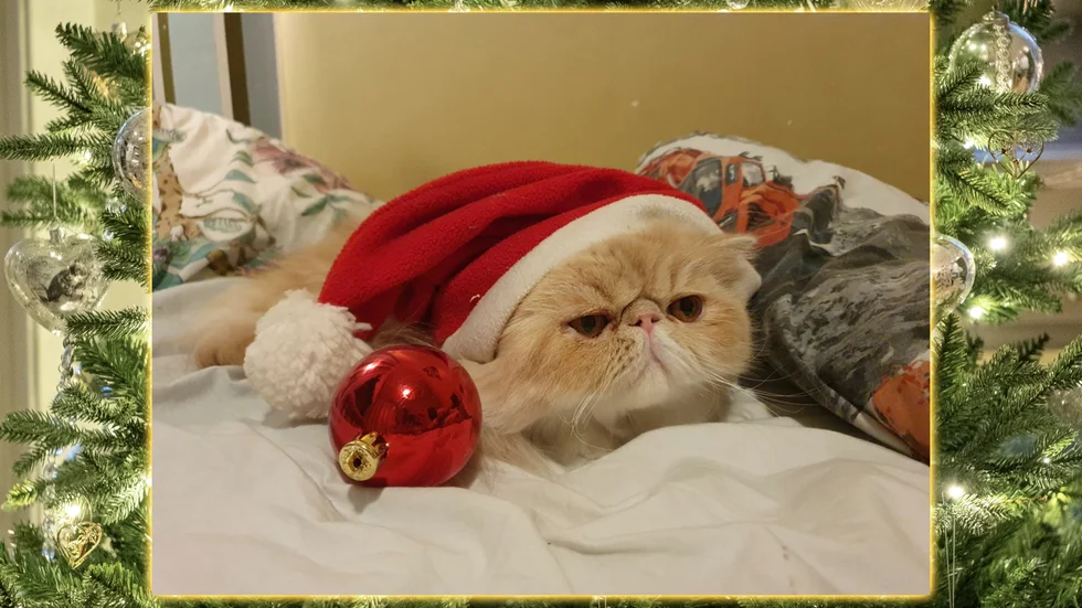 Julkatten Nellie är säkert glad över sin tomteluva. Det syns bara inte.
