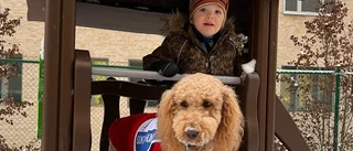 Vincent, 5, slipper sövas – sjukhushundarna tillbaka på Ackis