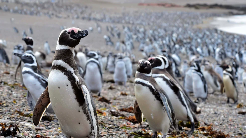 Pingviner på en strand i Argentina. Arkivbild.