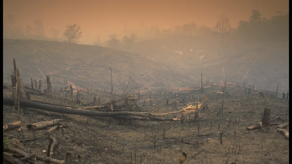 Jambiprovinsen, Sumatra, Indonesien. Tropisk regnskog har satts i brand. Skogsavverkning för att bereda plats för oljepalmer är ett av de största hoten mot Sumatras regnskogar.