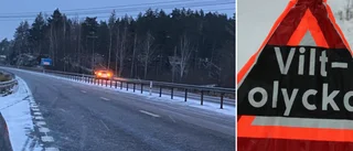 Älgkrock utanför Luleå och knarkbrott