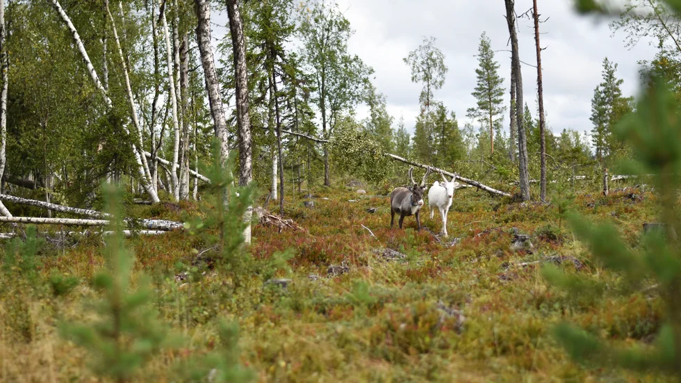 Ovädret som passerade den 8 augusti pågick inte i många minuter, men hann ställa till en enorm förödelse på den tiden. Något som bland annat påverkat renarna i området.