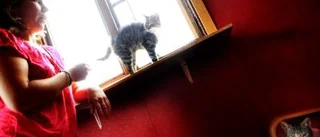 Katter i kö till hemmet