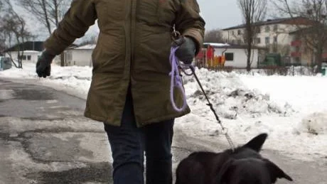Obehagligt. Maidy Zachrisson upptäckte två vandaliserade bilar när hon gick på morgonpromenad i Bingebyområdet  med hunden Mira på tisdagsmorgonen.Foto: Tobias Wallström.