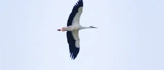 Vit stork i Fide