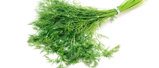 Matjätten återkallar färsk dill – listeria upptäckt