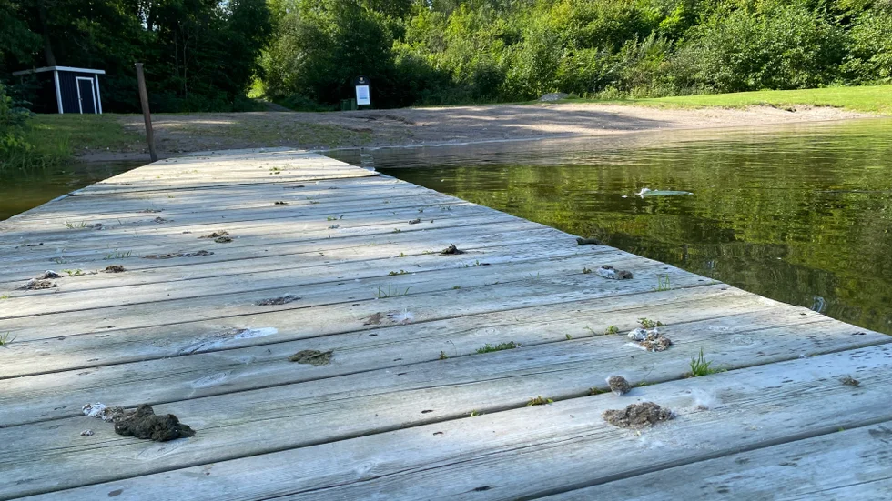 Det är gott om fågelbajs på bryggorna vid Husbybadet i Vansö. 