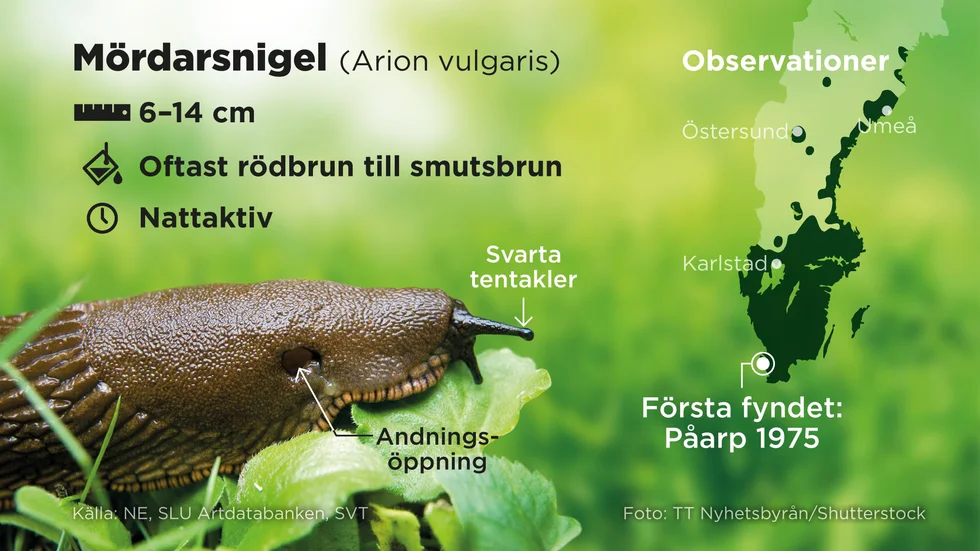 Mördarsniglarna har gjort comeback på bred front tack vare regnet i juli och augusti.