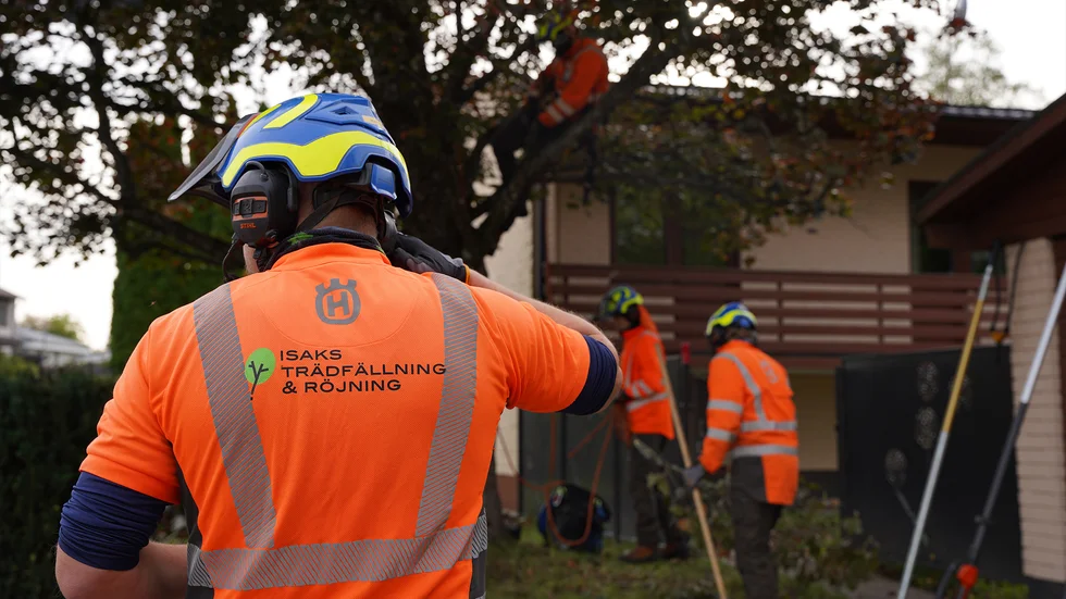 Isaks Trädfällning & Röjning har påbörjat arbetet med en blodlönn på en tomt i centrala Eskilstuna.    